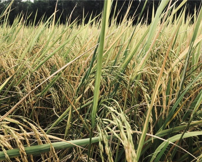 GẠO THƠM TV 1 - LÚA MÙA TƯ VIỆT