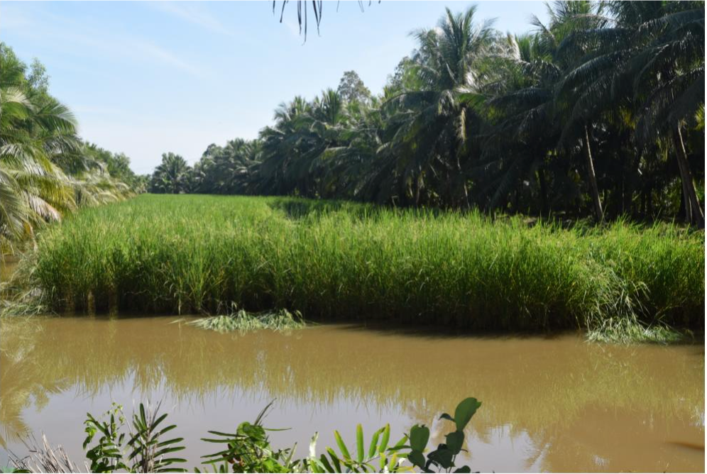 GẠO NÀNG THƠM CỒN VĨNH QUỚI - LÚA MÙA TƯ VIỆT