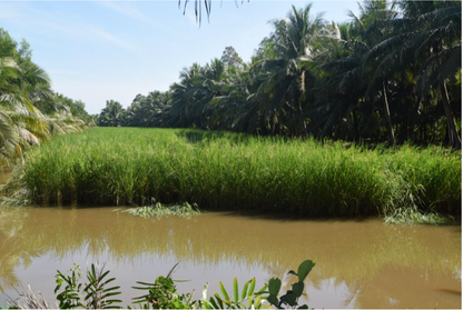 GẠO NÀNG THƠM CỒN VĨNH QUỚI - LÚA MÙA TƯ VIỆT