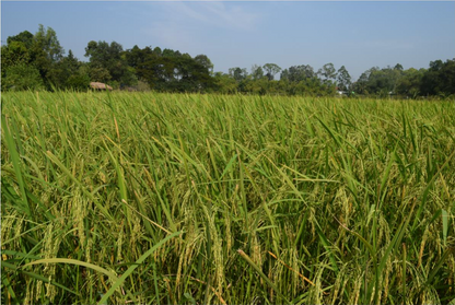 GẠO TÀU HƯƠNG - LÚA MÙA TƯ VIỆT