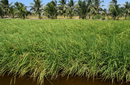 GẠO LỨT ĐỎ TV2 - LÚA MÙA TƯ VIỆT